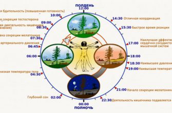 Что происходит с организмом человека в конкретные часы