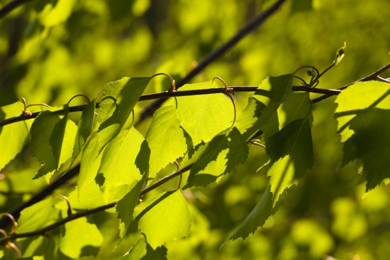 Полезные свойства березовых листьев