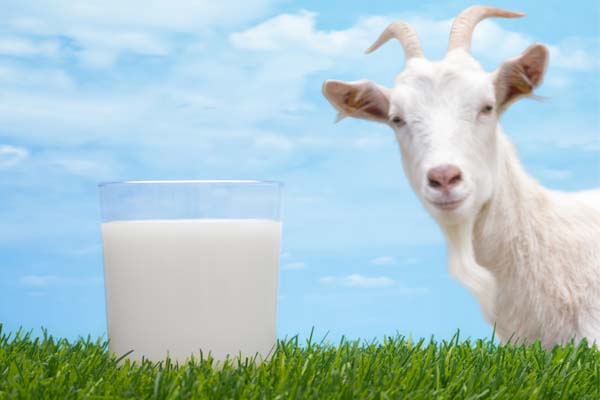 Польза козьего молока