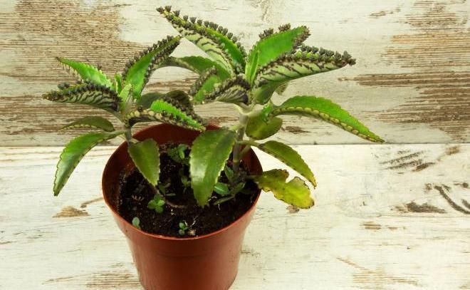 6 бесценных лекарственных растений, которые стоит выращивать дома