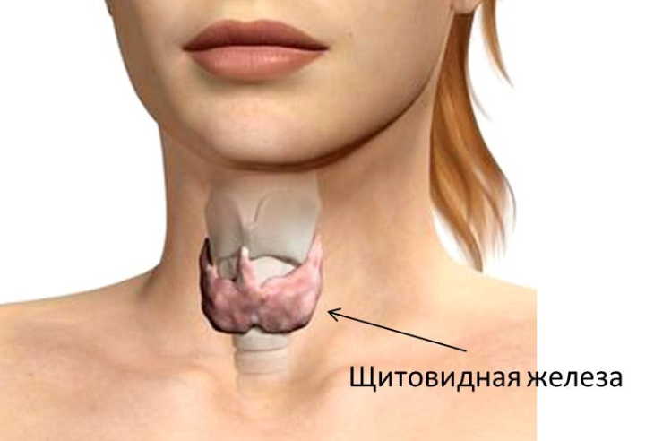 Щитовидная железа — «щит благополучия» всего организма