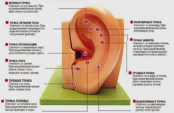 Польза ушного массажа!