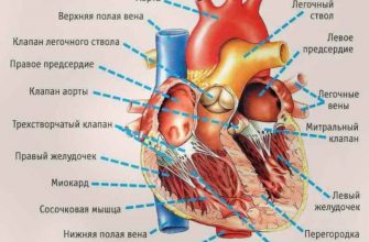 Симптомы, указывающие на серьезные проблемы с сердцем