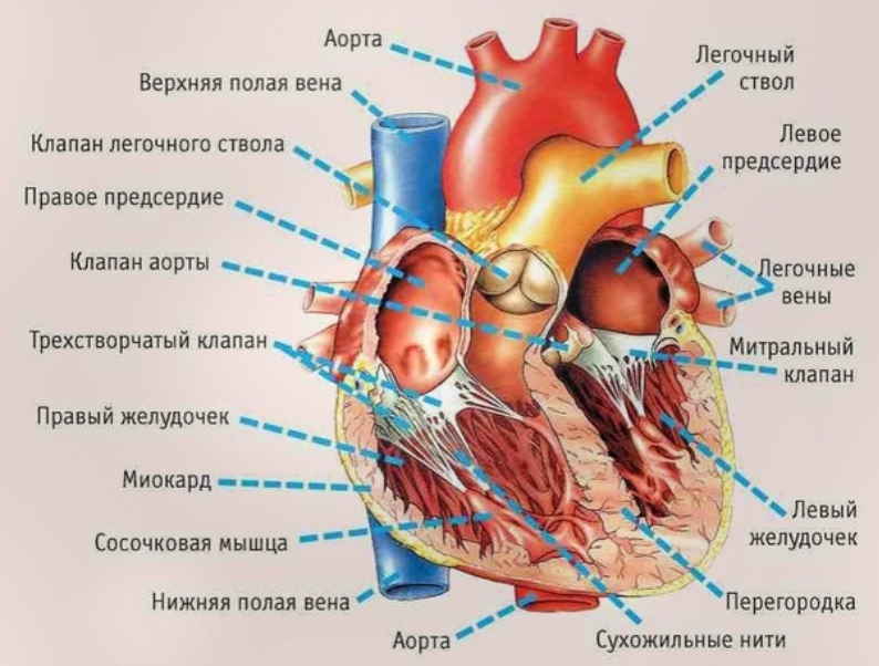 Симптомы, указывающие на серьезные проблемы с сердцем