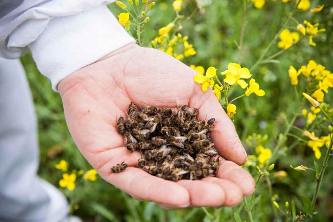 Пчелиный подмор поднимет умирающего — уникальное лекарство
