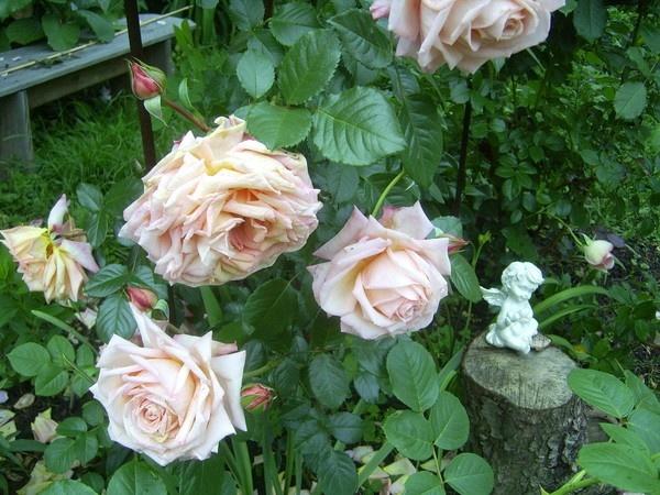 6 ошибок при выращивании роз
