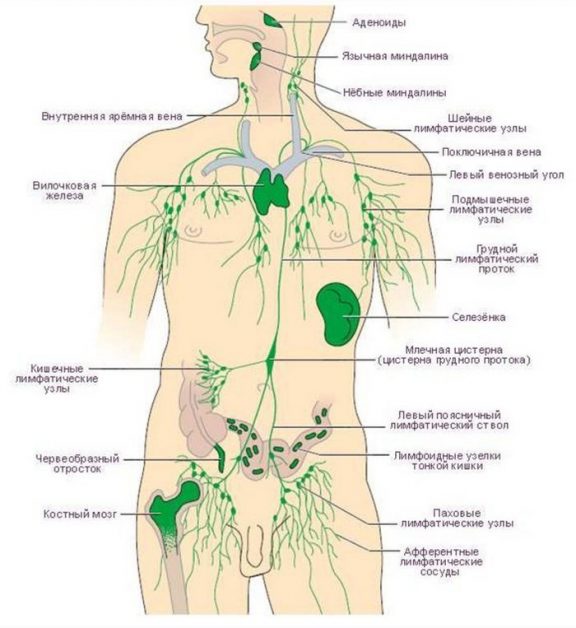 Как разогнать лимфу? Самые действенные способы!