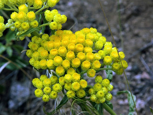Zioła Rosji: Helichrysum arearium (Helichrysum arearium)