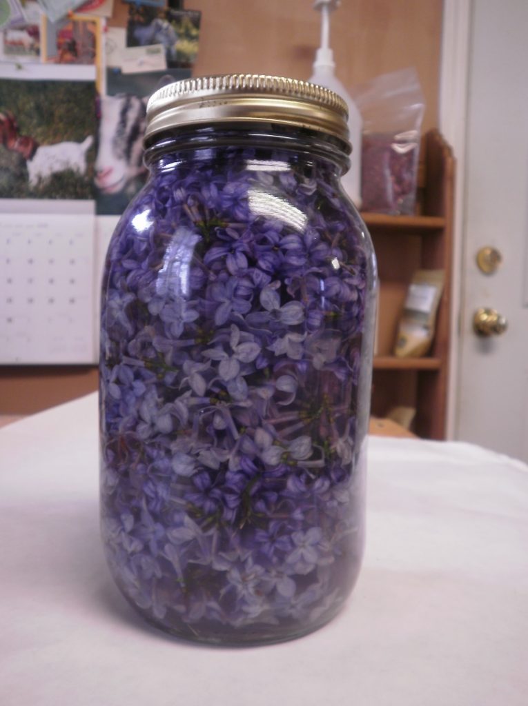 Успейте заполнить банку растительным маслом и фиолетовыми цветками, пока цветет сирень!