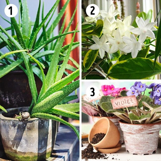 Полезные растения для вашего дома