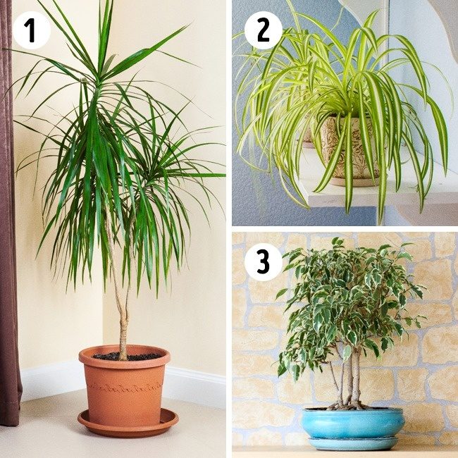 Полезные растения для вашего дома