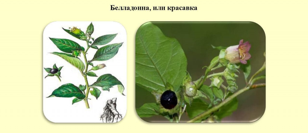 Топ-5 ядовитых ягод России – будьте внимательны!