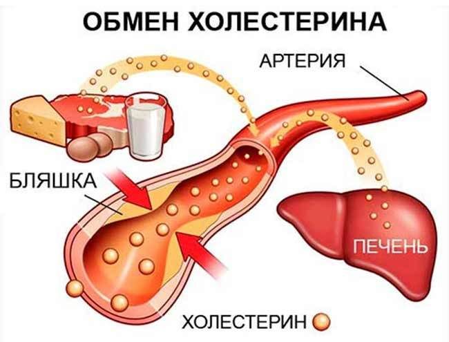 Важные факты о холестерине