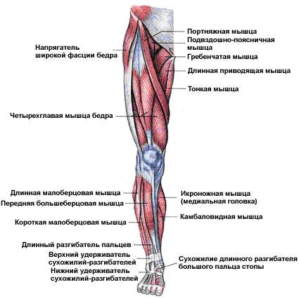 Упражнения для сброса веса на ногах, икрах и бёдрах